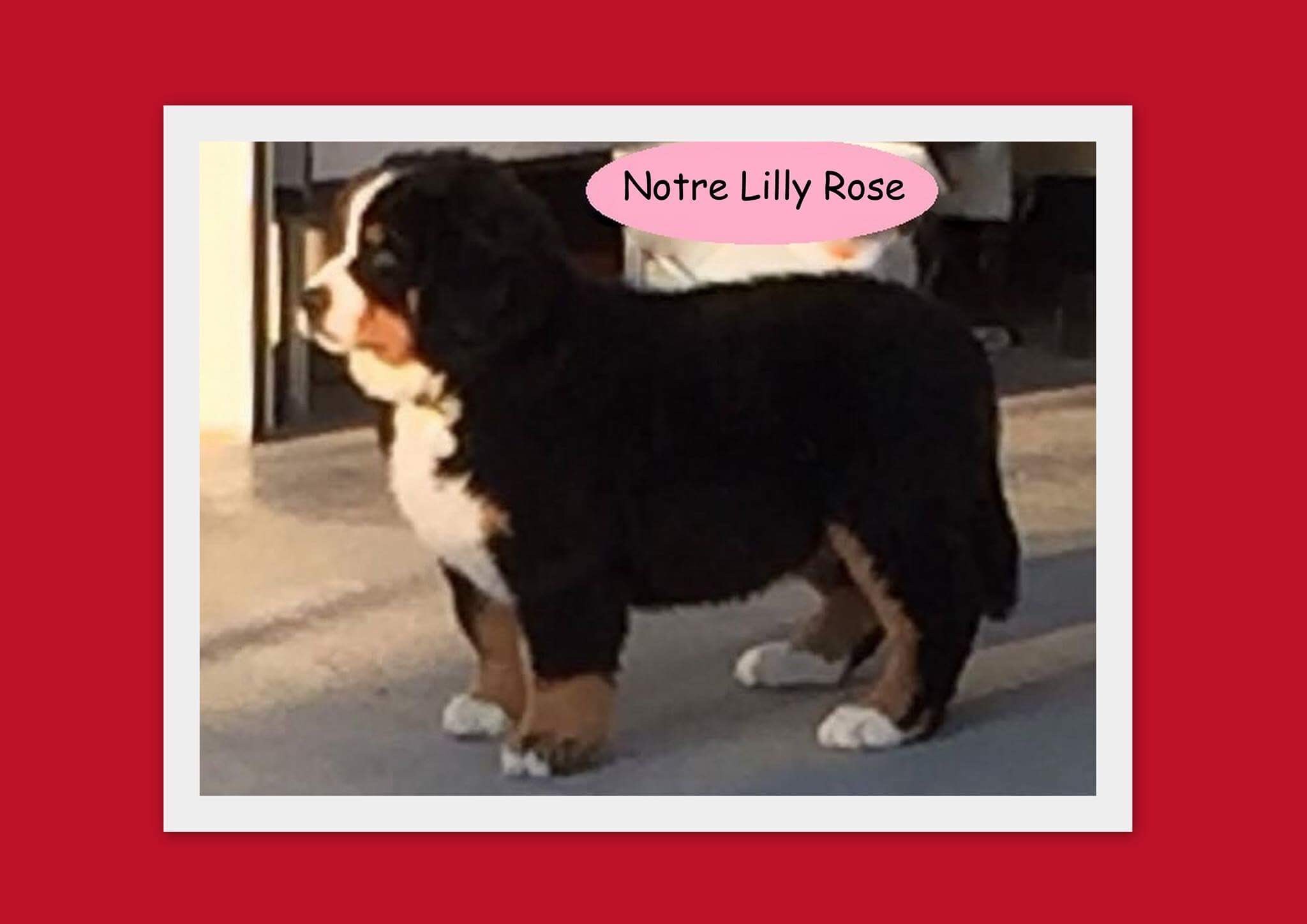 Notre lilly rose De La Tour De Brison